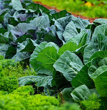 Ressources naturelles